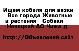 Ищем кобеля для вязки - Все города Животные и растения » Собаки   . Ненецкий АО,Чижа д.